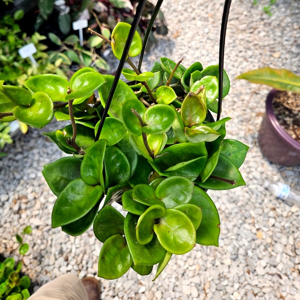 Hoya cornosa 'Chelsea'