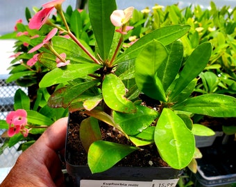 Euphorbia milii 'Pink Cadillac'