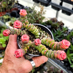 Crassula marnieriana 'Costal Coral'