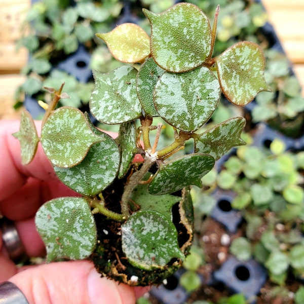 Hoya curtisii ROOTED PLUG