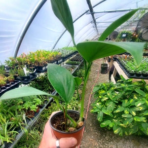 Rhaphidophora decursiva Dragon Tail
