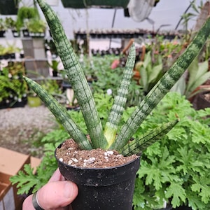 Sansevieria cylindrica &#39;Boncel&#39;