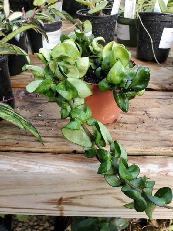 Hoya Compacta Hindu Rope NON VARIEGATED - Etsy