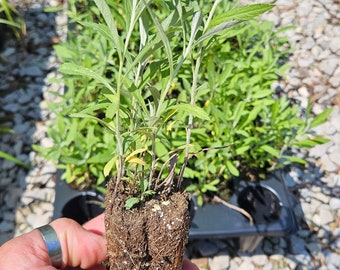Artemisia ludoviciana  White Sagebrush