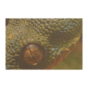 May include: Close-up of a reptile's eye and textured skin. The eye is a warm brown color with a vertical slit pupil. The skin is a mix of green, brown, and blue tones, with a bumpy, scale-like texture. The image has a soft, diffused lighting.