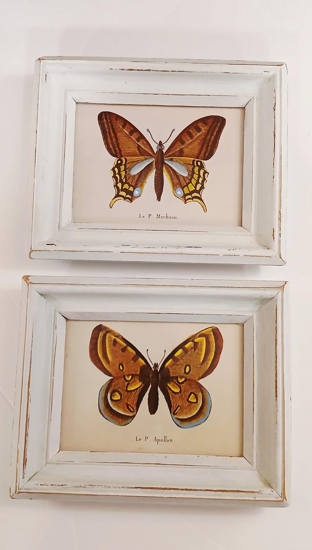Vintage Butterfly Framed Art 1970 - Etsy