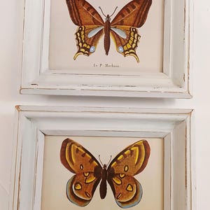 May include: Two framed butterfly prints. The butterflies have brown and yellow wings with blue and yellow accents. The frames are white with a distressed finish. The text "Le P. Machaon" and "Le P. Apollon" are visible.