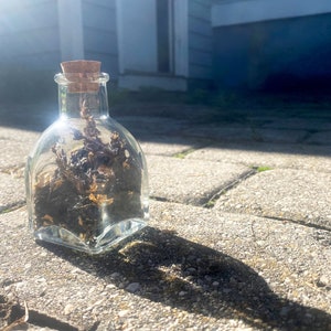 Puede incluir: Una botella de vidrio transparente con tapón de corcho, llena de plantas secas. La botella está sobre una superficie de ladrillos grises, proyectando una sombra a la luz del sol. El contenido de la botella es marrón oscuro y beige.