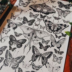 The Moth and butterfly hand drawn Vintage style print