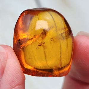 1.1" AA+ Baltic Amber with Insects 7g, Natural Untreated Amber Freeform, Hand Carved Genuine Amber from the Baltic Region