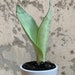 Kristina Cooks reviewed BABY Moonshine Sansevieria *RARE* Snake Plant Rooted Cutting