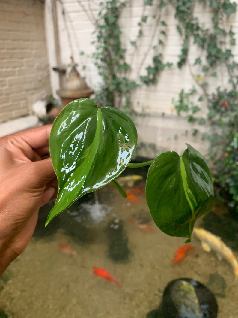 LARGE Brasil Philodendron Cuttings image 2