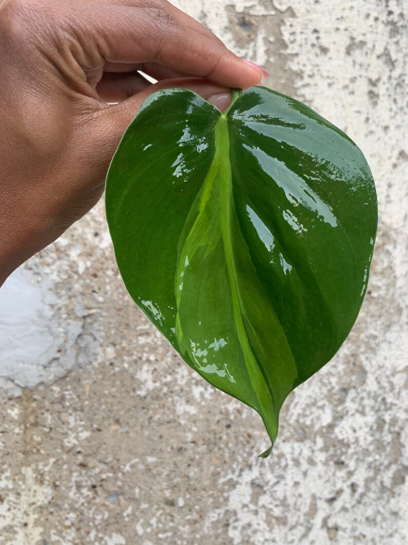LARGE Brasil Philodendron Cuttings image 8
