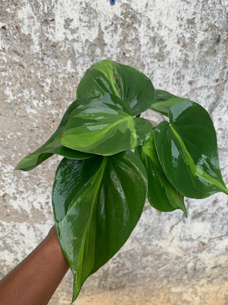 LARGE Brasil Philodendron Cuttings image 4