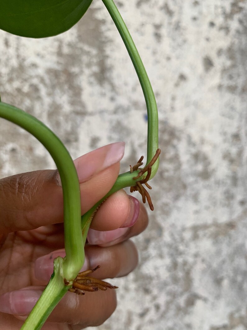 LARGE Brasil Philodendron Cuttings image 6