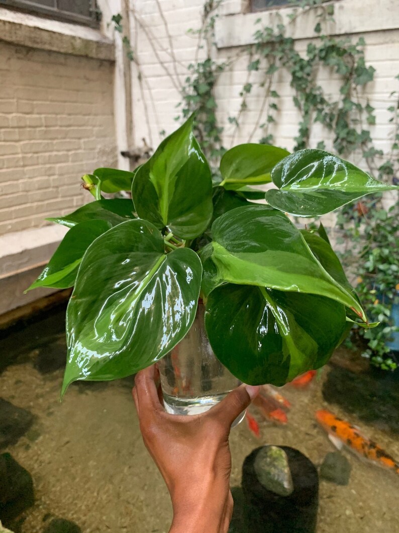 LARGE Brasil Philodendron Cuttings image 0