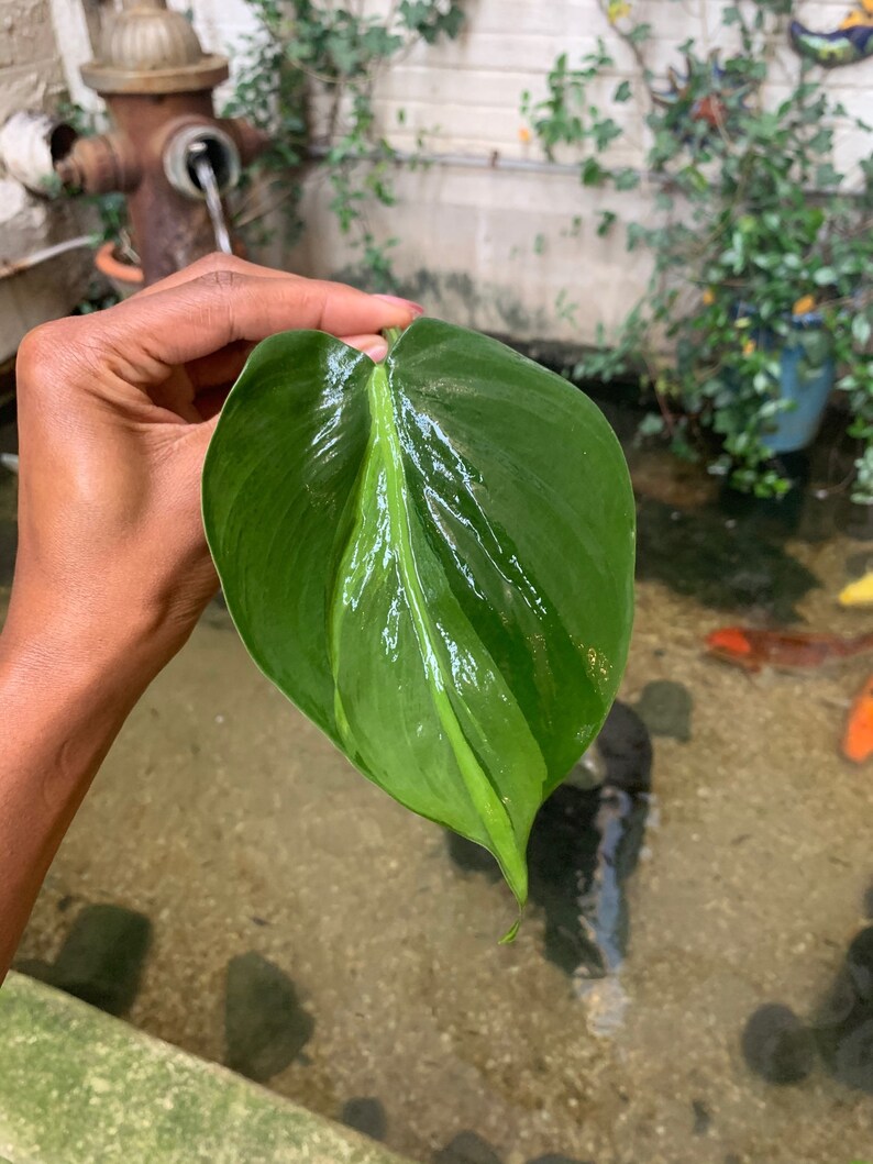 LARGE Brasil Philodendron Cuttings image 3