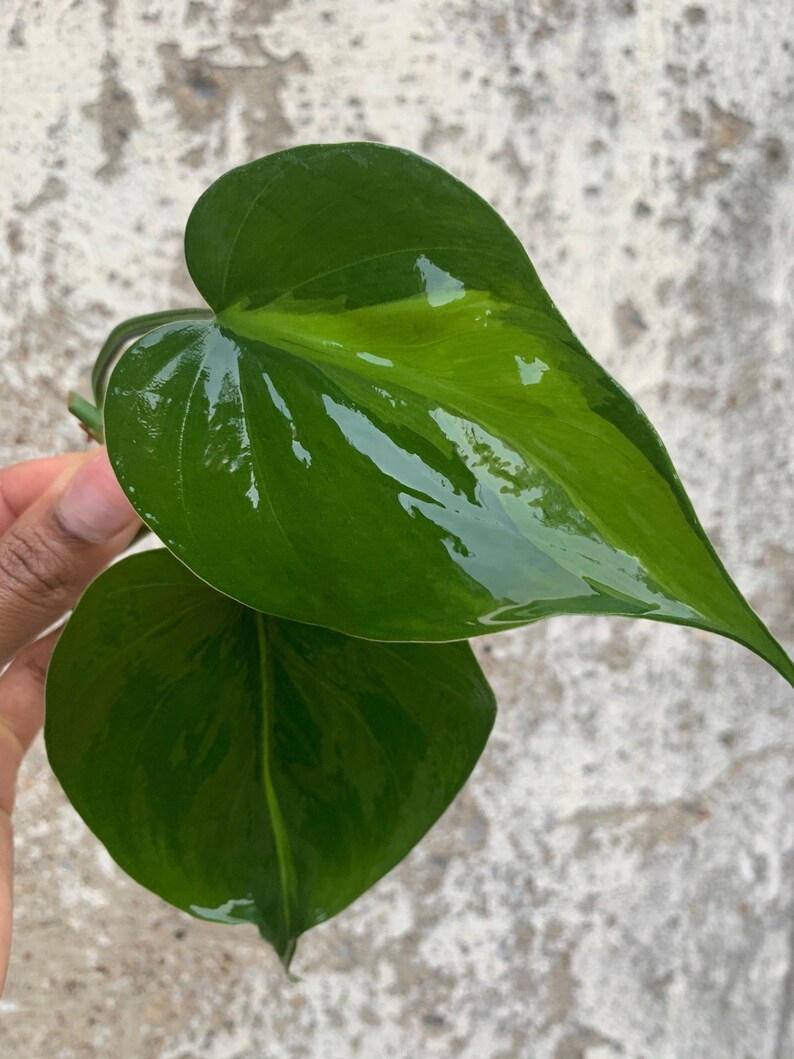 LARGE Brasil Philodendron Cuttings image 5