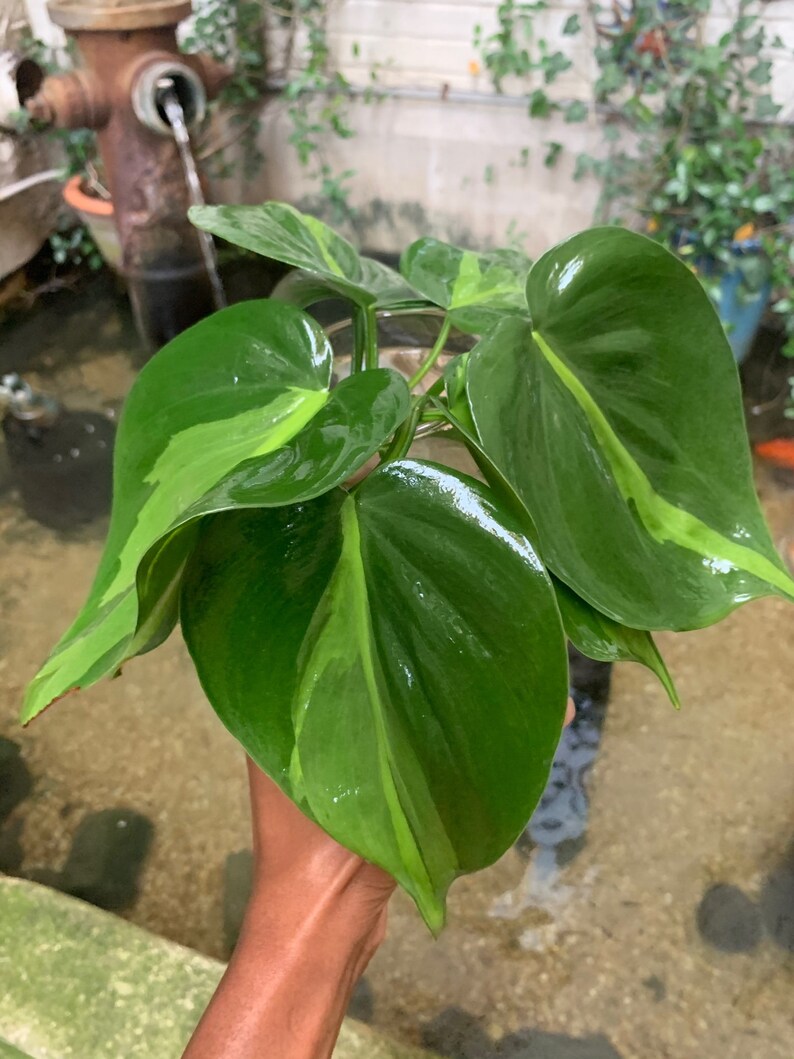 LARGE Brasil Philodendron Cuttings image 1