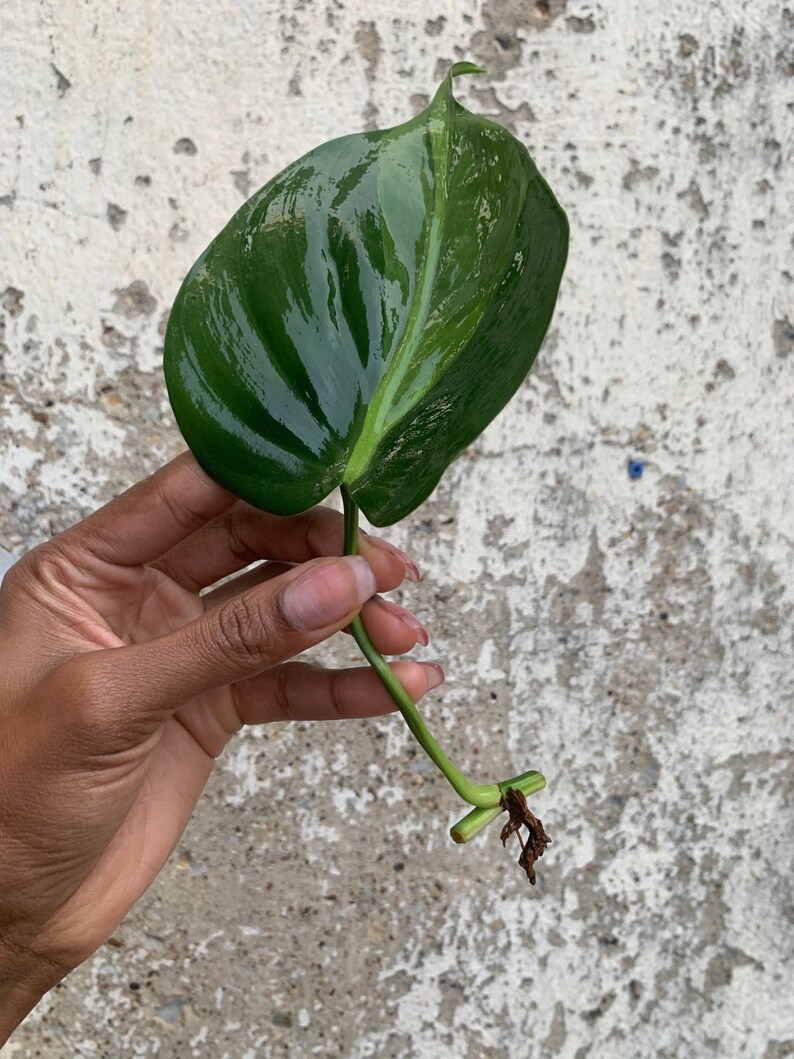 LARGE Brasil Philodendron Cuttings image 7