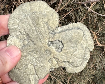 Illuminating 3.3-inch Pyrite Sun - Gateway Mine, Sparta, Illinois