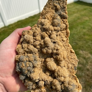 Amazing 8.1-Inch Baryte with Pyrite - Lubin, Lower Selesia, Poland