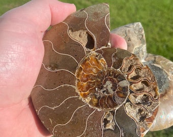 驚くべき5.4インチのアンモナイト化石のペア - モロッコ - Etsy 日本