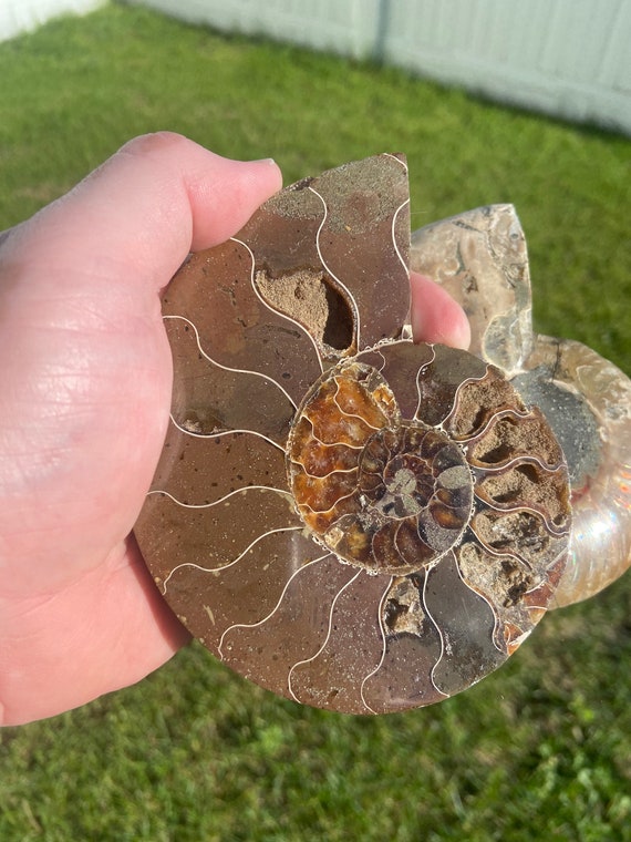 驚くべき5.4インチのアンモナイト化石のペア - モロッコ - Etsy 日本