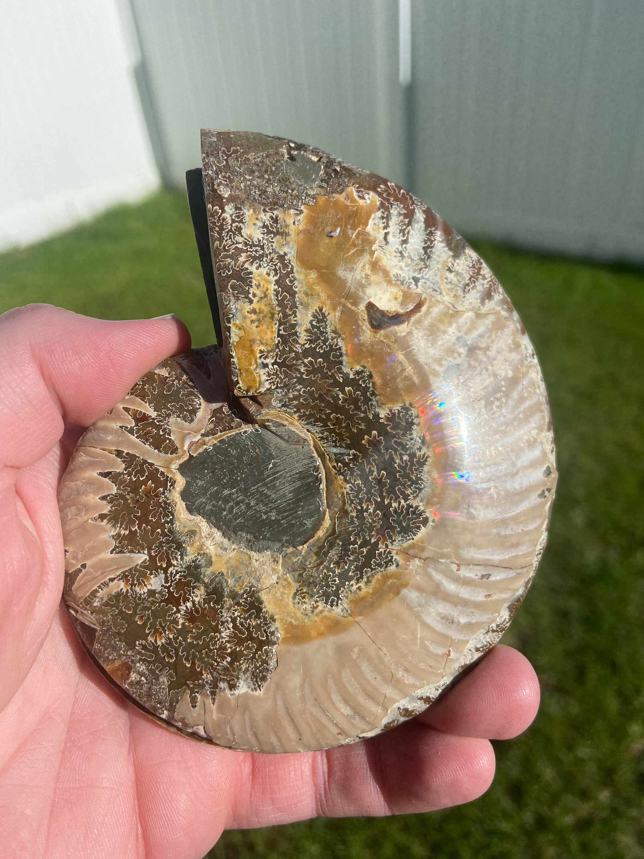 驚くべき5.4インチのアンモナイト化石のペア - モロッコ - Etsy 日本