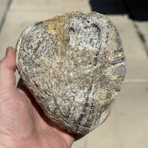 May include: A rough, irregularly shaped rock with a textured, weathered surface in shades of tan, beige, and dark brown. The stone features deep, linear crevices and a mottled appearance with visible mineral deposits across its uneven, rounded exterior.