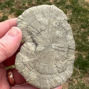 May include: A fossilized sea creature, possibly a crinoid, with a detailed, intricate pattern of radiating lines and small bumps. The fossil is a light gray color and has a rough, textured surface.