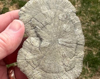 Illuminating 3.2-inch Pyrite Sun - Gateway Mine, Sparta, Illinois