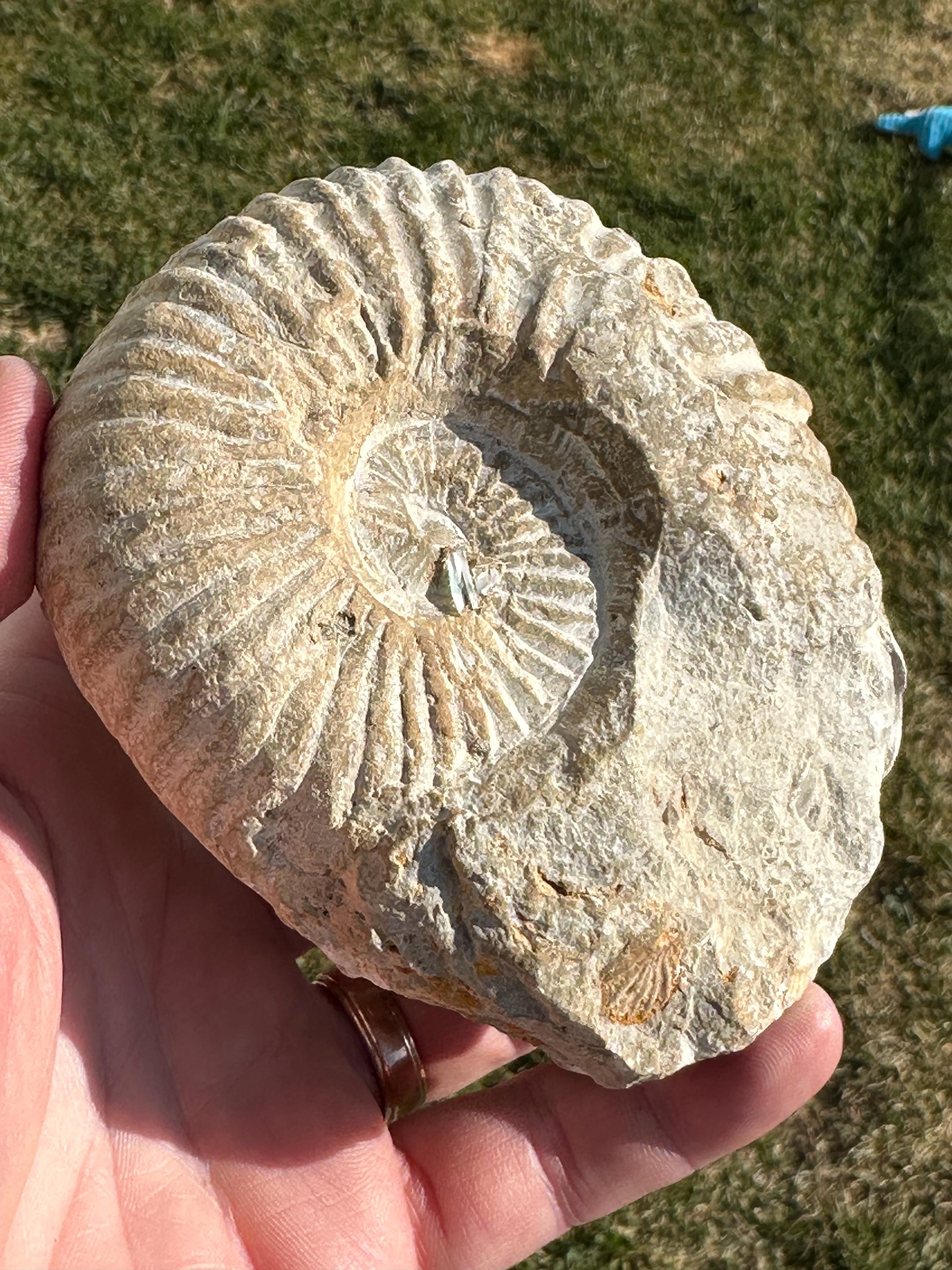 台付アンモナイト アカントセラス 化石 鉱石 希少 インテリア 台付