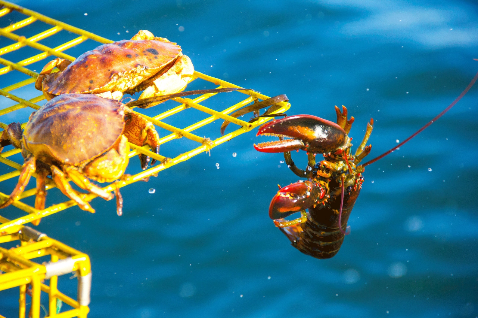 Crab and Lobster / Crabs Pushing off Lobster Portland Maine Harbor