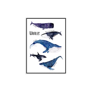 Poster della balena | Specie di balene | Immagine di animali | Creature marine | Decorazione murale | pittura ad acquerello dipinto a mano | Stampa | DIN A3 | A4