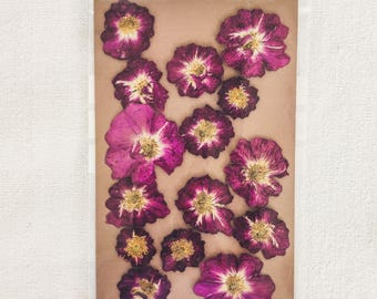 Flores de rosa secas prensadas: Arte en resina, scrapbooking, decoración botánica y materiales para manualidades (juego de 15 piezas)