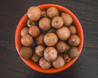 Dried White Oak Galls - Spiritual Protection & Clarity Herb for Rituals, Wicca, Pagan Practices, Magick