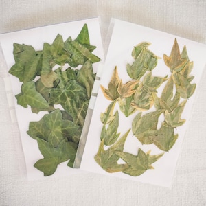 Dried Pressed Ivy Leaves for Resin Art, Scrapbooking, DIY Craft, Card Making, Candle Making, Botanical Decor, Herbarium, Journaling, Wedding