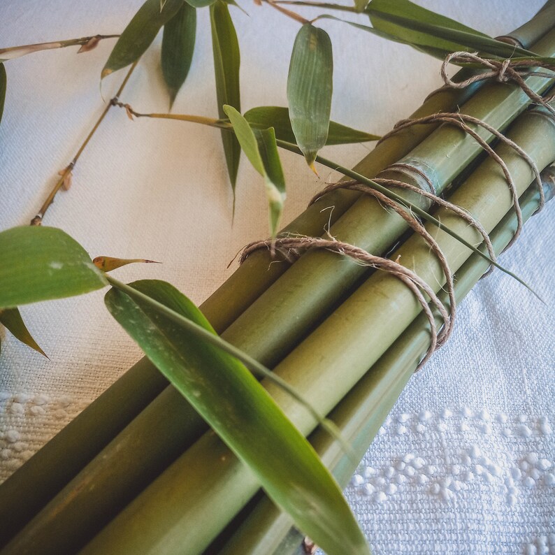 Op de afbeelding: Een bundel groene bamboestengels samengebonden met touw, met verschillende groene bamboebladeren. De bamboestengels zijn lichtgroen van kleur en het touw is natuurlijk bruin. De bladeren zijn heldergroen.