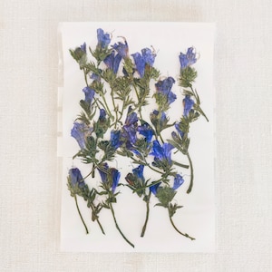 Dried Pressed Lungwort (Pulmonaria) Flowers for Resin Art, Scrapbooking, DIY Crafts, Card Candle Making, Botanical Decor, Journaling