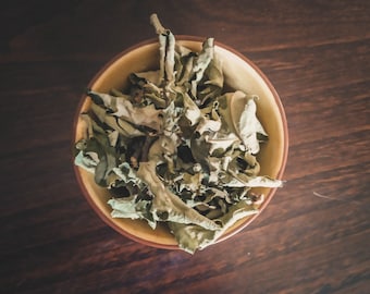 Dried Oak Leaves