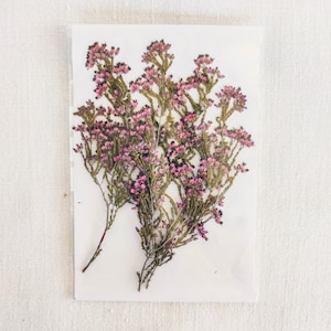 Dried Pressed Heather (Calluna vulgaris) Flowers for Resin Art, Scrapbooking, DIY Crafts, Card Making, Candle Making, Botanical Decor
