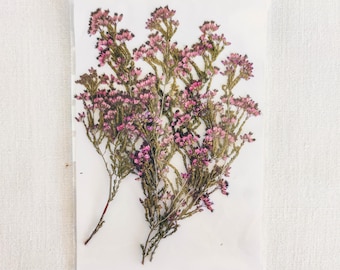 May include: A bouquet of dried pink heather flowers with green stems. The flowers are arranged in a cluster and are pressed flat against a white background.