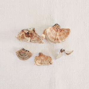 May include: A collection of dried, shelf-like mushrooms in shades of brown and beige, arranged on a white, textured surface. The mushrooms have a layered appearance, with visible growth rings and varying sizes.