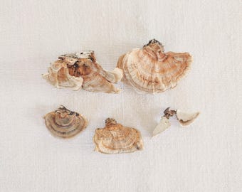 Set di funghi a mensola essiccati: mix di elementi naturali del bosco, piccoli funghi da bosco per lavori creativi.