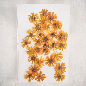 Dried Pressed Marigold Flowers for Resin Art, Scrapbooking, DIY Crafts, Card Making, Candle Making, Botanical Decor, Herbarium, Journaling