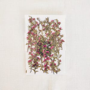 Dried Pressed New Zealand teatree (Mānuka) Flowers for Resin Art, Scrapbooking, DIY Crafts, Card Candle Making, Botanical Decor, Journaling
