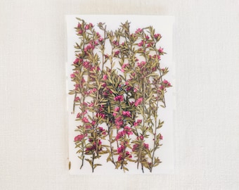 May include: A sheet of pressed pink flowers with green stems and leaves. The flowers are arranged in a vertical pattern.