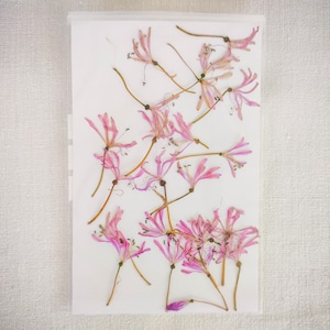 Dried Pressed Spider Lily Flowers for Resin Art, Scrapbooking, DIY Craft, Card Making, Candle Making, Botanical Decor, Herbarium, Journaling
