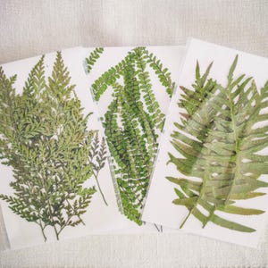 Dried Pressed Ferns for Resin Art, Scrapbooking, DIY Crafts, Card Making, Candle Making, Botanical Decor, Herbarium, Journaling, Weddings
